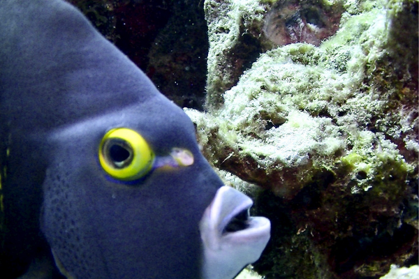 Bonaire Scuba is een persoonlijke duik gids en school! Laary heeft veel passie voor de onderwater wereld.