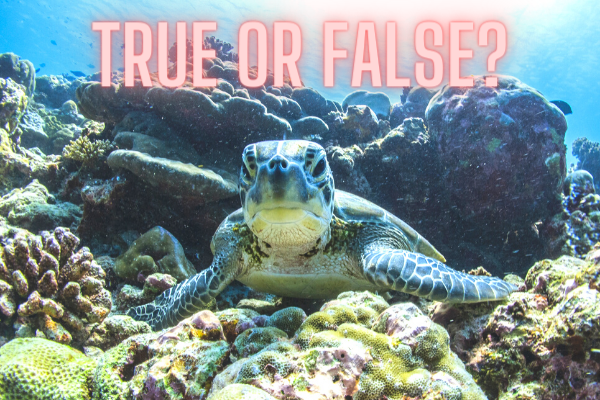 True or false?! A couple of questions about the majestic turtles of Bonaire!
