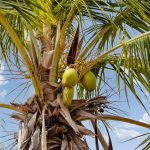 Villa Bon Bonaire palmboom